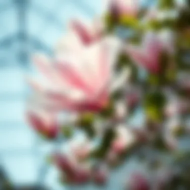 Magnificent Exploring Magnolias in Yas Acres: A Comprehensive Overview Magnificent Exploring Magnolias in Yas Acres: A Comprehensive Overview