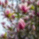 Exploring Magnolias in Yas Acres: A Comprehensive Overview Introduction