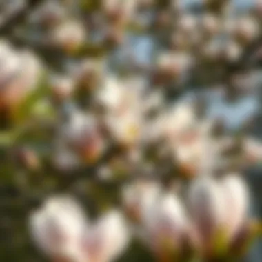 Notable Exploring Magnolias in Yas Acres: A Comprehensive Overview Notable Exploring Magnolias in Yas Acres: A Comprehensive Overview
