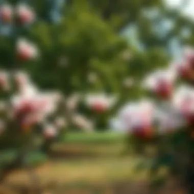 Exploring Magnolias in Yas Acres: A Comprehensive Overview Summary Exploring Magnolias in Yas Acres: A Comprehensive Overview Summary