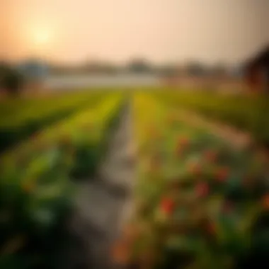 Exploring the Landscape of Farms in Dubai Summary